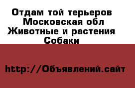 Отдам той терьеров - Московская обл. Животные и растения » Собаки   